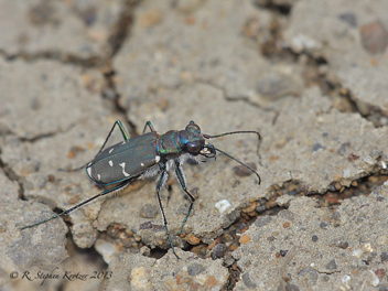 Cicindela duodecimguttata